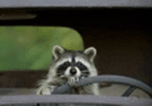 a raccoon is looking out of the window of a car .