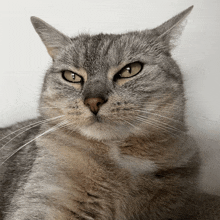 a close up of a cat 's face with yellow eyes