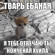 a kitten is laying on a bed with a caption in a foreign language