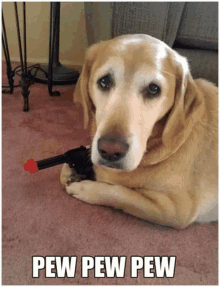 a dog laying on the floor with a toy gun in its paws and the words pew pew pew below it