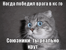 a cat with blue eyes is looking at the camera with a meme written in russian .