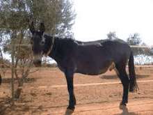 a donkey is standing next to a tree on a dirt road .