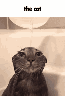 a cat in a bathtub with water pouring on its head and the words the cat below it