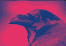 a close up of a crow 's head with a pink background