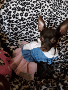 a small brown dog wearing a pink and blue dress