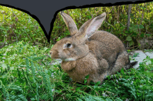 a brown rabbit is sitting in the grass with a speech bubble above it