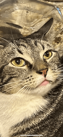 a close up of a cat 's face with yellow eyes and a pink nose .