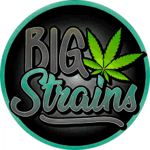 a logo for big strains shows a marijuana leaf