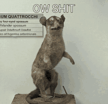 a stuffed animal with a sign that says sum quattrocchi on it