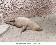 a capybara is sleeping on the ground in the dirt .