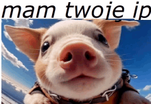 a picture of a pig that says mam twoje in