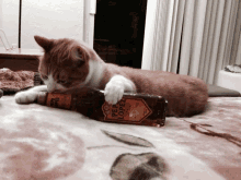 a cat is licking a bottle of pepper lopez