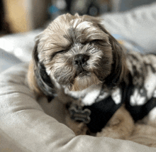 a small brown and white dog wearing a black shirt that says ' sir ' on it