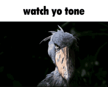 a bird with a long beak and the words watch yo tone below it