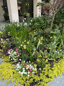 a garden filled with lots of different types of flowers and plants