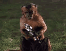 a monkey is holding a gun while sitting on a cat .