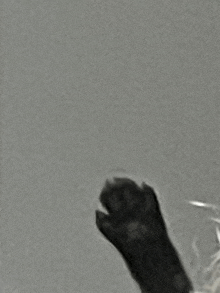 a close up of a cat 's paw against a gray wall