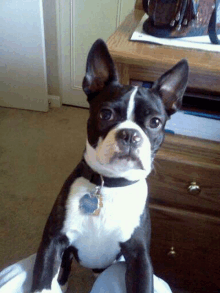 a black and white boston terrier is sitting on a person 's lap .