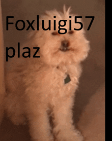 a picture of a dog with the name foxluigi57 plaza