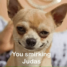 a picture of a chihuahua with the caption " you smirking judas " on it