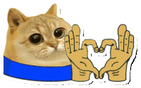 a cat with a blue collar making a heart with its hands