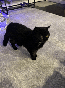 a black cat is standing on a carpeted floor