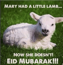 a baby sheep is laying in the grass with a funny caption .