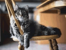 a cat is sitting on a wooden chair with its paws on the back .