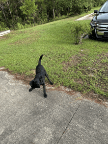 a black dog standing on the sidewalk next to a black car