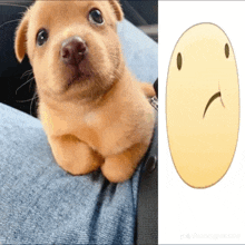 a picture of a puppy next to a picture of a sad smiley face