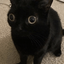 a black cat with big eyes is sitting on a carpet and looking at the camera .