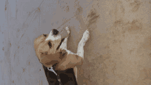 a brown and white dog laying on its back with its tongue hanging out