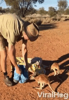 a man in a hat is standing next to two kangaroos on a dirt field with the words viralhog written on the bottom