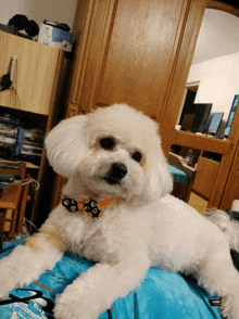 a small white dog with a bow tie laying on a bed