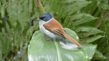 a small bird perched on a green leaf