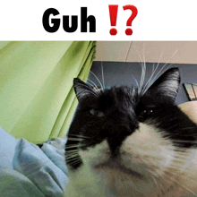 a black and white cat is looking at the camera with the word guh above it