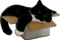 a black and white cat is laying in a box