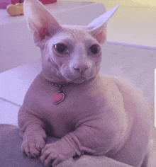 a hairless cat is wearing a pink heart shaped necklace