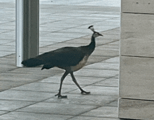 a peacock is walking across a tiled floor next to a pole