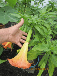 a person 's hand is reaching out to touch a flower with a photo taken on july 19 2023