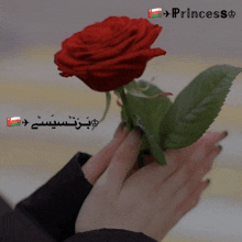 a person holding a red rose with princess written on the bottom left