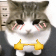 a close up of a cat with two thumbs up emojis pointing at it .