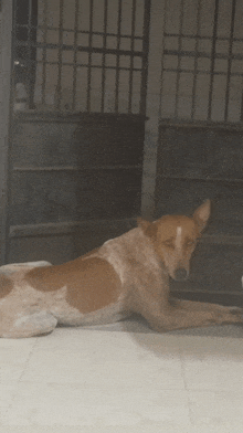 a brown and white dog is laying on a tiled floor