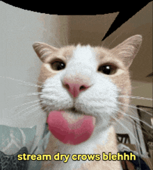 a cat with a pink tongue sticking out and the words stream dry crows blehhh below it