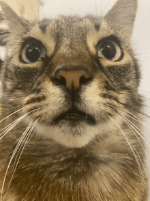 a close up of a cat 's face with a white whisker