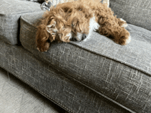 a brown and white dog laying on a grey couch