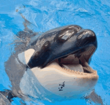 a killer whale is swimming in the water with its mouth wide open