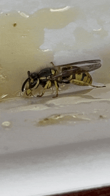 a close up of a wasp on a piece of paper