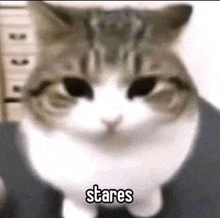 a close up of a cat with the word stares written on it .