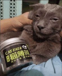 a person is holding a gray cat next to a jar of cat zaza .